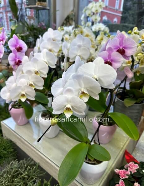 Orchidea piccola vaso da 9cm