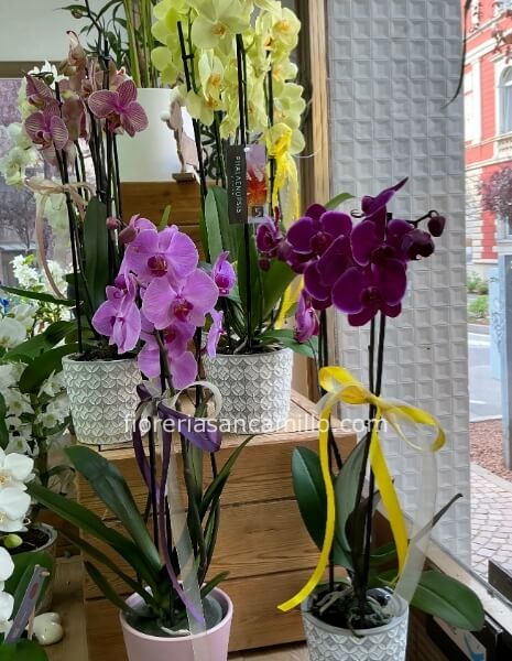 Pianta di Phaleonopsis, diversi colori a richiesta.