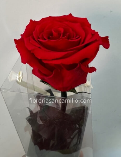 Rosa stabilizzata da 30cm e 70cm