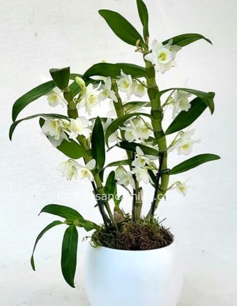Orchidea dendrobium